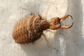 没有肛门的蚁狮，只吃不拉习惯“憋屎”，为何它不会憋死呢？图片