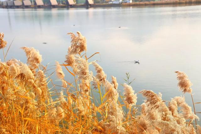 深秋太极岛：芦花漫舞，群鸟蹁跹