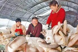 平菇丰收 采摘忙图片