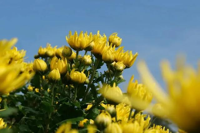 乡游黔中 · 德江县 桶井土家族乡丨乌江畔金菊漫山,秋韵正浓