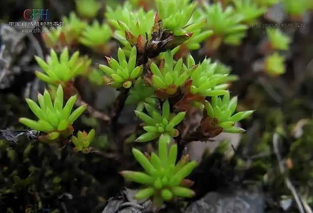 2棵以上就犯罪！2019年河北有人每天挖500斤，发现时已基本挖光