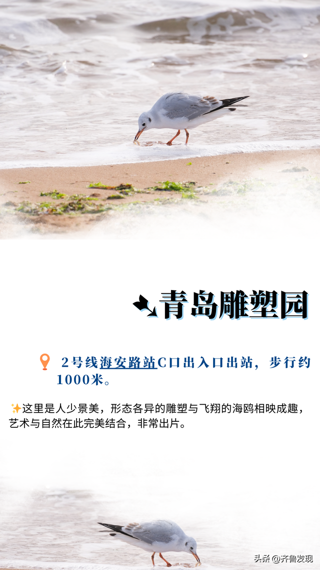 听说青岛来了老朋友？ 这份地铁“追鸥”攻略请收好！