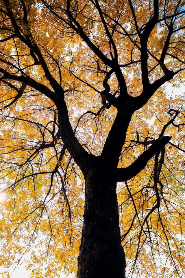 鲁南制药的初冬，一场“色香味俱全”的极致盛宴