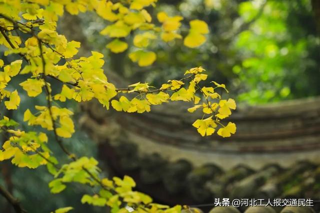 再不去就真没啦！石家庄8大绝美银杏打卡地推荐！