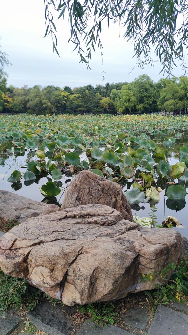 长春这有山摩肩擦踵，南湖公园绿树迎风