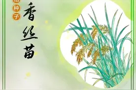 神奇的种子① | 五香丝苗的成长手册图片