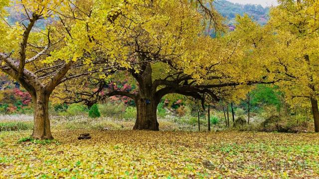 嘉陵江畔，静观一季秋色流转
