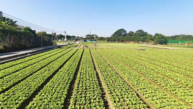 石碣好 “景”！拥抱生态绿地，感受田园风光~