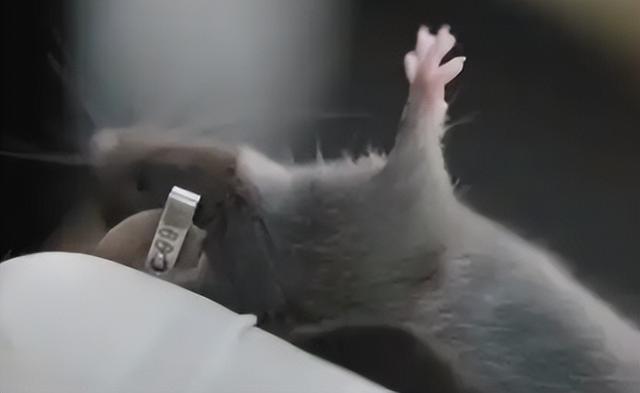 送动物上天不只为探路！小小"航天员"，帮人类找星际生存答案