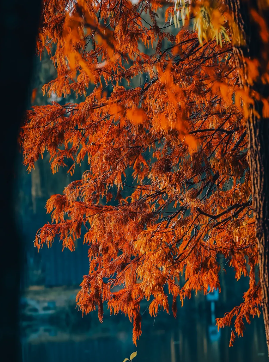 临沂「红杉」「红枫」浓度拉满，出片率100%