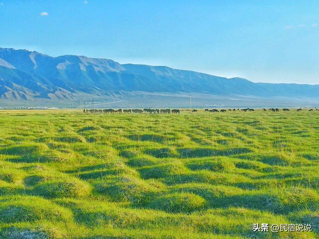 33峰骆驼，100天重走3000公里丝绸之路，成功啦！