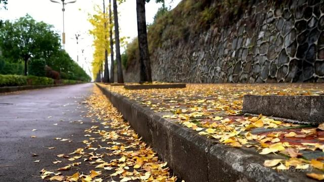 黄平旧州古镇银杏迎来最佳观赏期