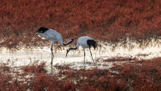 从鸟浪化鲲火爆全网，推荐这几个国内观鸟的神级景点，赶快去吧！