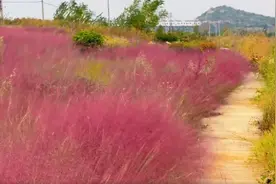 超出片！邹城这片粉色花海，99%的人还不知道！图片