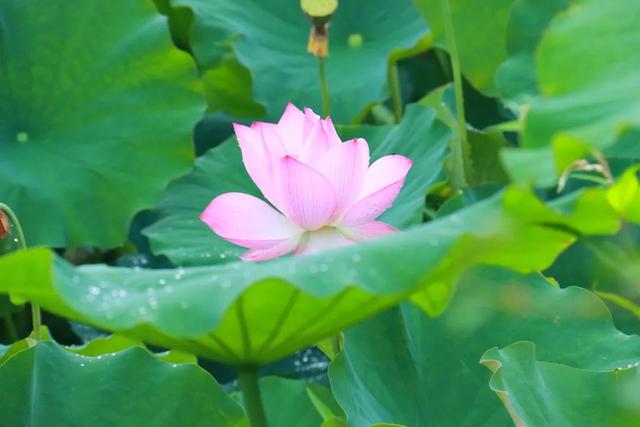 凉风徐徐到习水 | 秋风送雅韵 荷花次第开