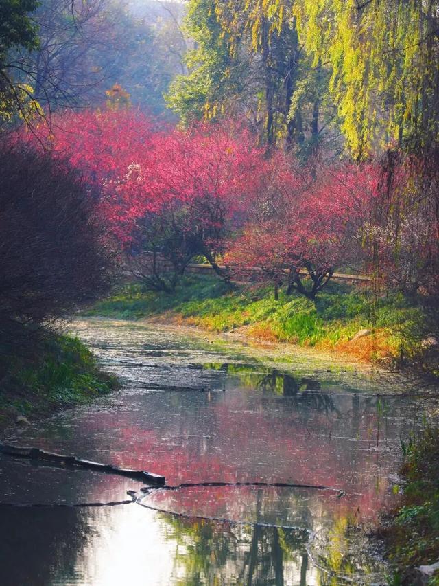满屏梅花🤩不用怀疑！你期盼的春天提前来了！