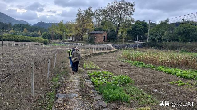 金叶映古村，醉美长岗岭