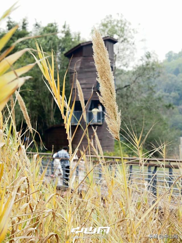 太出片啦！中山焦糖色「落羽杉」上线