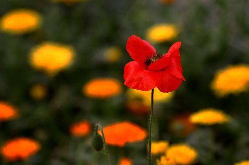 情感爆文《在感情的世界里，懂比爱重要》