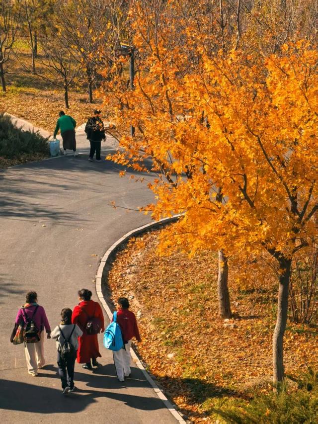 发现丰台之美 | 满目鎏金，层林尽染！南森美如画——