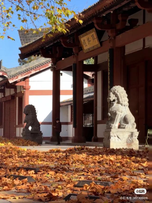 落叶有情!让汉中的秋天再“飞”一会 →