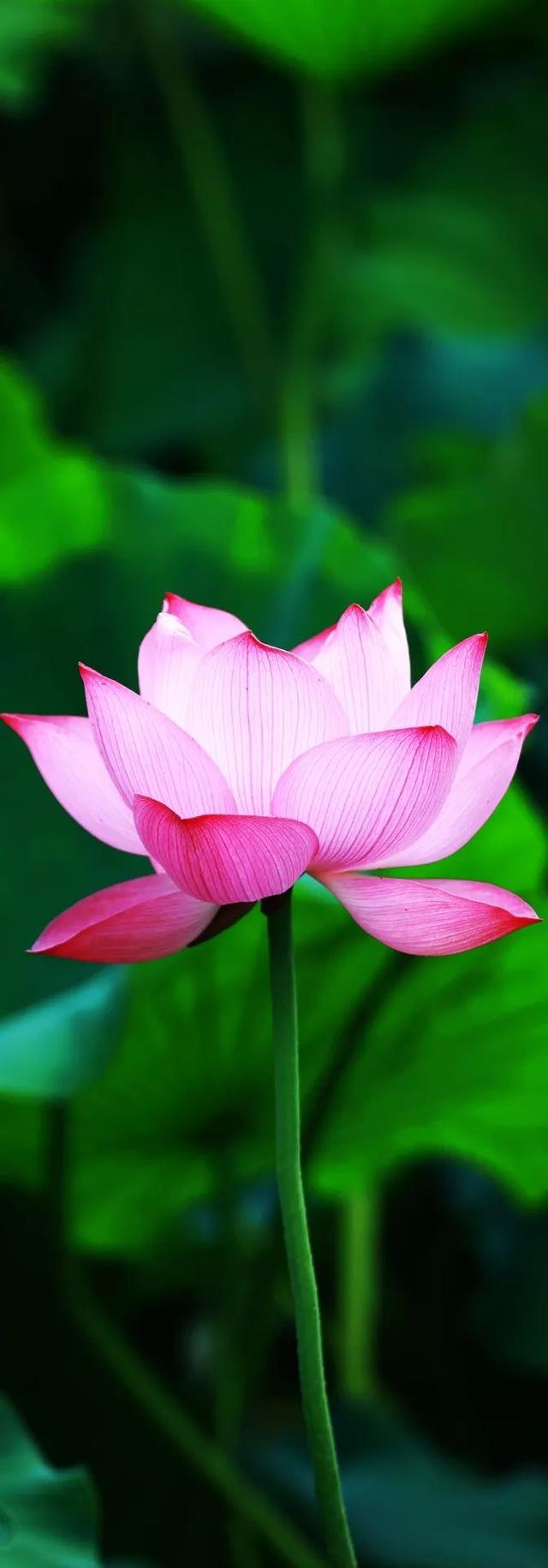 美丽西和 “荷”你有约