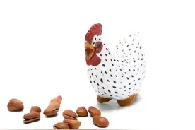 中国农村产蛋最多是什么土鸡，它为什么产蛋多？芦花鸡有哪些特征图片