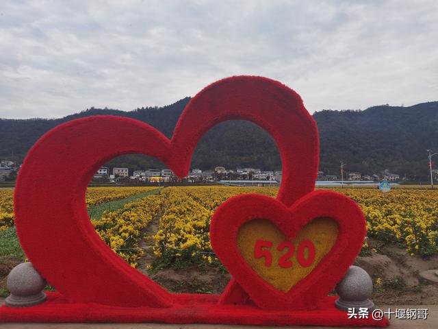 千年古麇，菊香五峰！十堰市郧阳区东峰村万亩菊花震撼盛开太美了