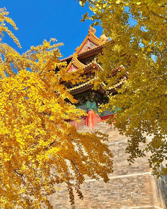 人间满目皆清欢，唯有银杏不负，秋金灿灿的银杏叶，金灿灿的海洋