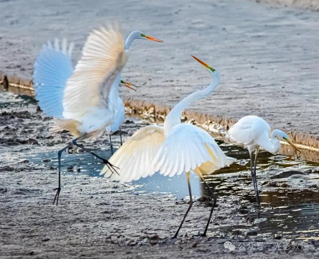 金秋时节：敦煌党河风情线上白鹭翩跹