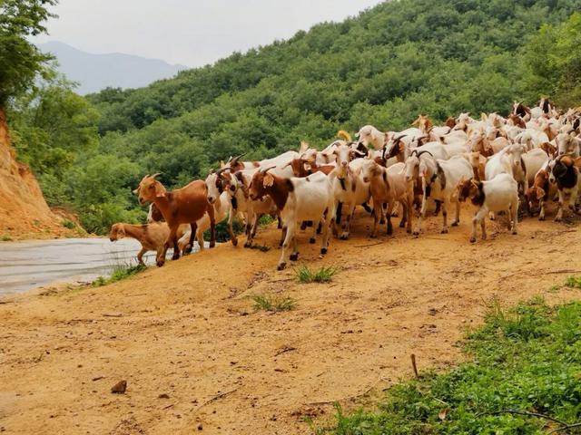 什么叫层林尽染？马谷田镇义和寨东边的堰塘寺告诉您！