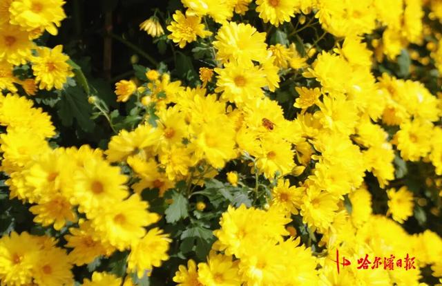 哈尔滨秋季旅游“重头戏”，香坊区第22届菊花展下周启幕！
