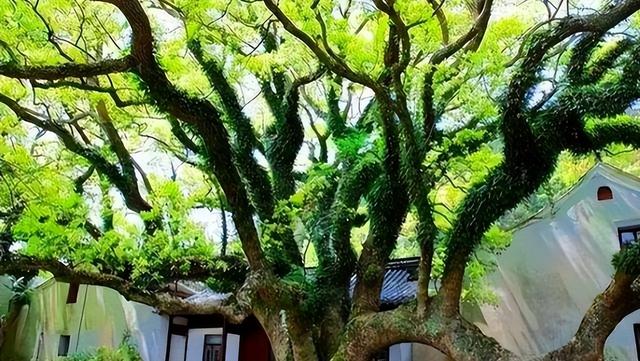地球独子：全世界曾仅剩一株！为拯救它，我国用火箭把它送上太空