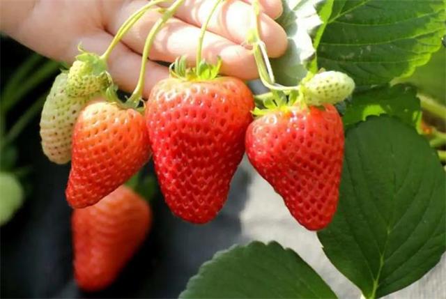 草莓一般什么时候成熟？草莓什么时候吃最佳？