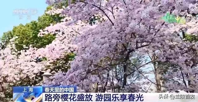 各地春日赏花有哪些好去处？请看这份赏花攻略