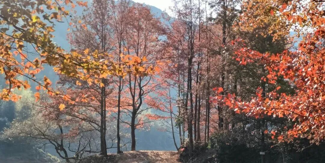 给你个准信！韶关森林红！红！红啦~