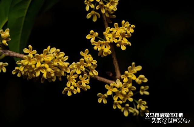今日义乌丨义乌之秋，太仙啦