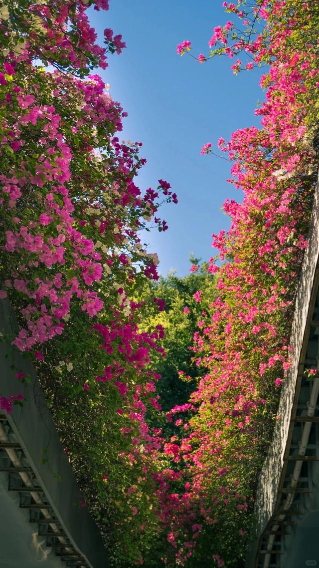 厦门的冬天给北方朋友一点小小震撼~