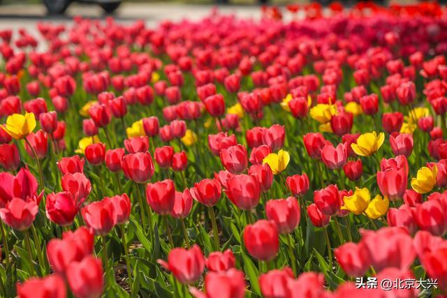 大兴花海迎客！去北臧村打卡，千万别栽在停车上