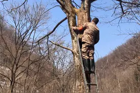 集安市：悬挂人工鸟巢，为中华秋沙鸭“安家”图片