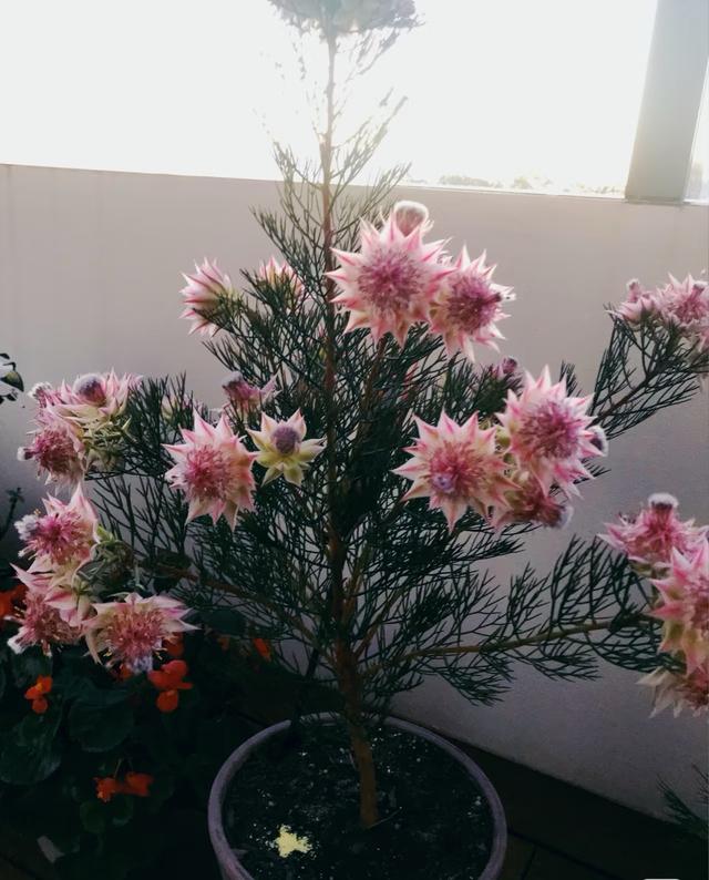 新晋“网红”植物—新娘花，美如其名，冬春两季绽放，阳台也能养