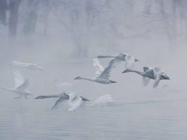 伊宁天鹅泉湿地公园：冬日里的生态诗画