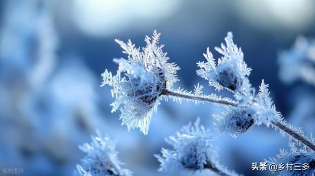 “冷不冷，就看九月初九”，今日九月初九，今年冬天会很冷吗？