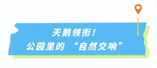 邯郸这里有个“天鹅湖”！