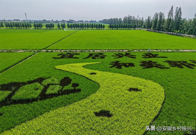 安徽庐江：“彩色稻田画”绘就乡村好风光