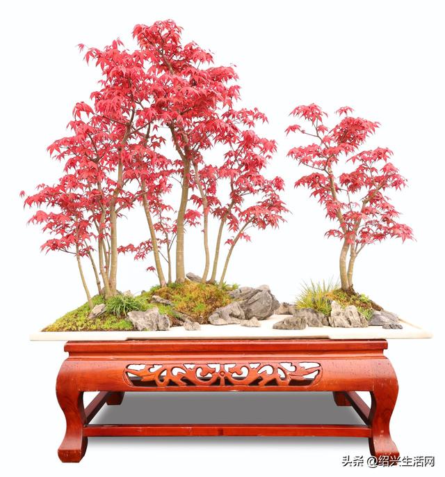 2025绍兴盆景艺术展10月亮相嵊州！邀您共赴一场视觉盛宴