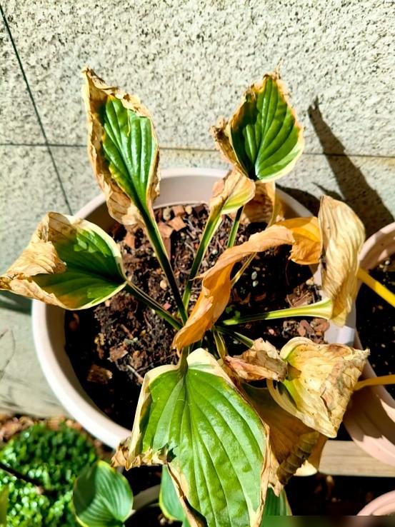 “阴花不能进阳宅”！家里若有这5种花，请赶紧“搬出去”！