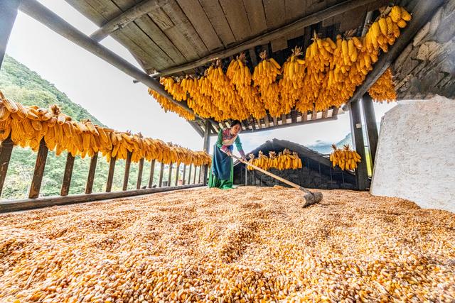 四川石棉蟹螺藏族乡：金秋藏堡 岁月鎏金