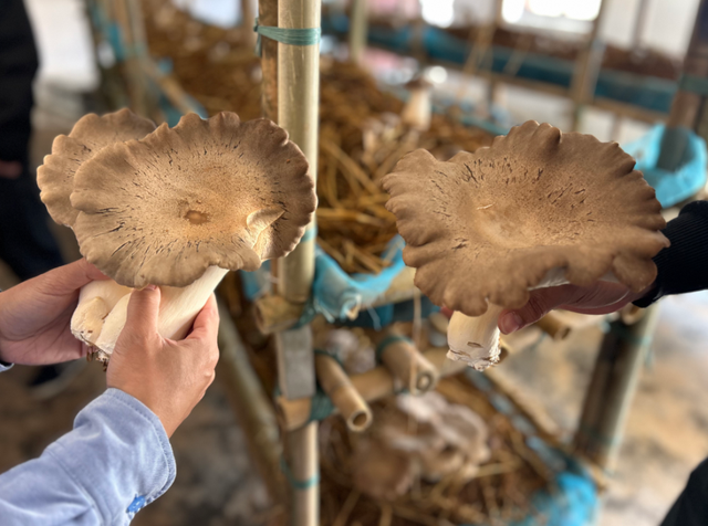 肇庆这片200多亩花海，开爆了！地址就在……