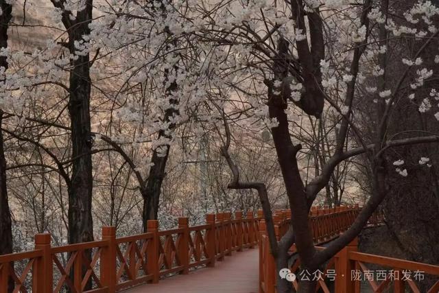 大桥镇：樱花烂漫绽枝头 春日美景引客来